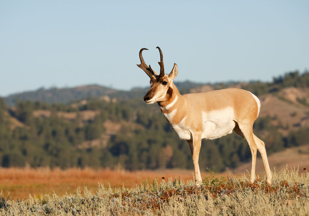 Guided Antelope Hunting in Northeast Montana