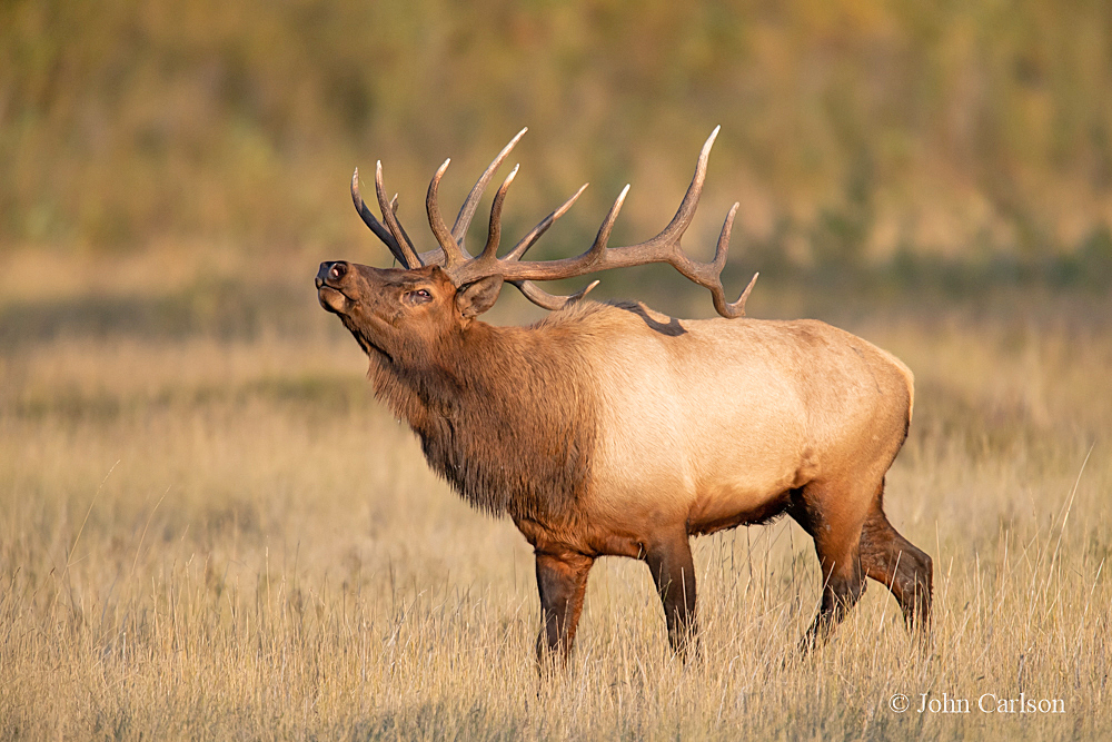 Guided Elk Hunting in Northeast Montana