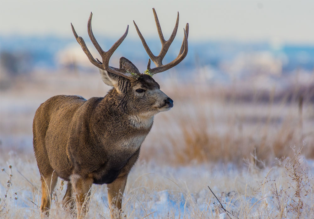 Guided Mule Deer Hunting In Northeast Montana Burke Ranch Outfitters